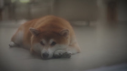 MEOOF SMART VACUUM PET FOOD CONTAINER (13L, 15L AND 30L)