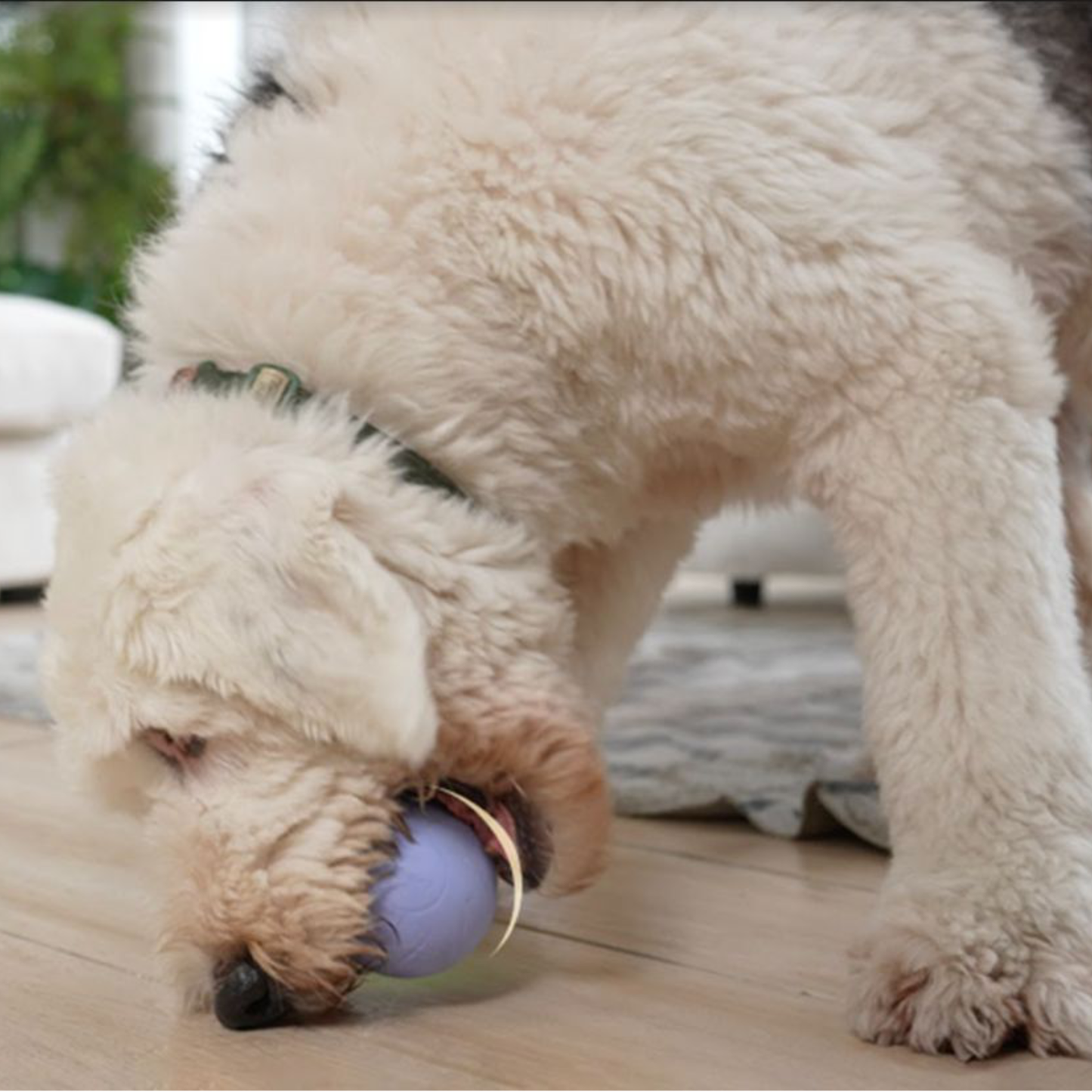 CHEERBLE Wicked Ball SE and PE Automatic Smart Interactive Dog Ball Toy  - Small and Large Size